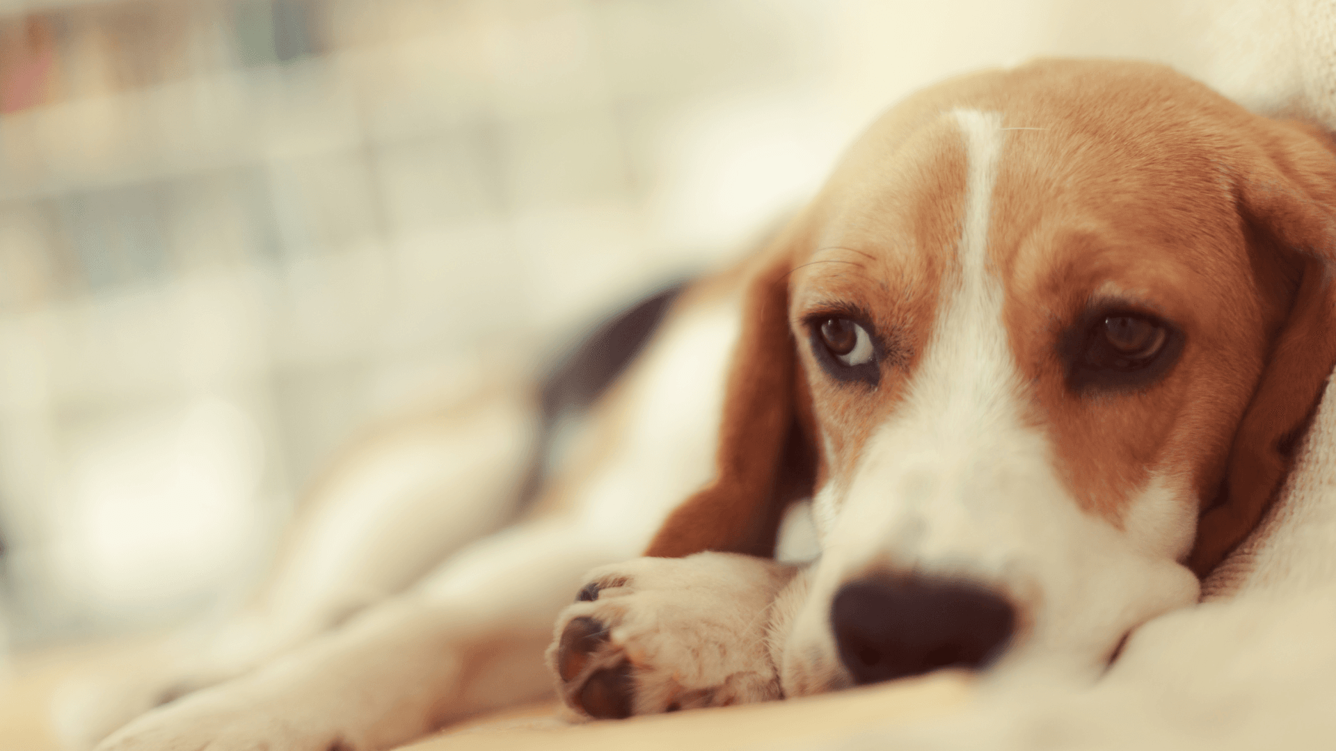 Diarrea nel cane: l'essenziale in breve