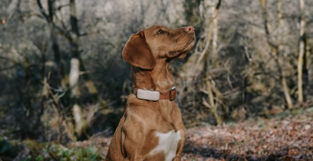 Tractive, das GPS-Halsband fr Hunde und Katzen